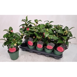 CAMELLIA JAPONICA