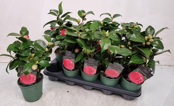 <h4>CAMELLIA JAPONICA</h4>