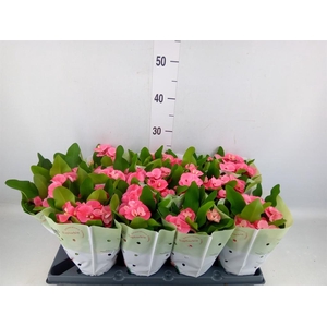 Euphorbia milii ...