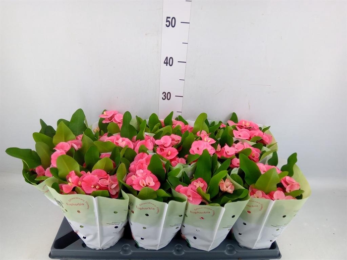 <h4>Euphorbia milii   ...</h4>