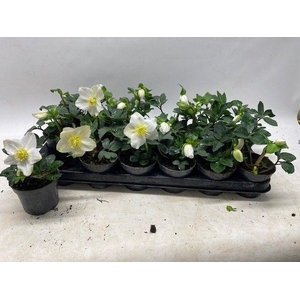 HELLEB NIGER LITTLE STAR P9 2+