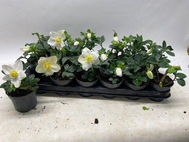 <h4>HELLEB NIGER LITTLE STAR P9 2+</h4>