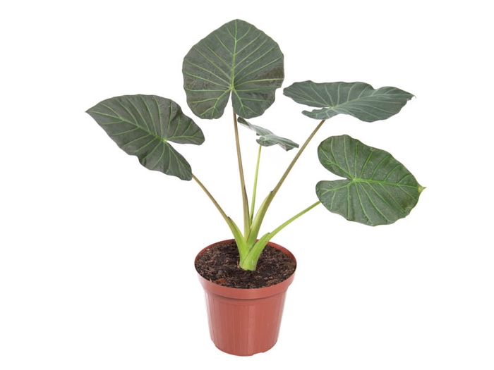 <h4>ALOCASIA REGAL SHIELDS P30</h4>