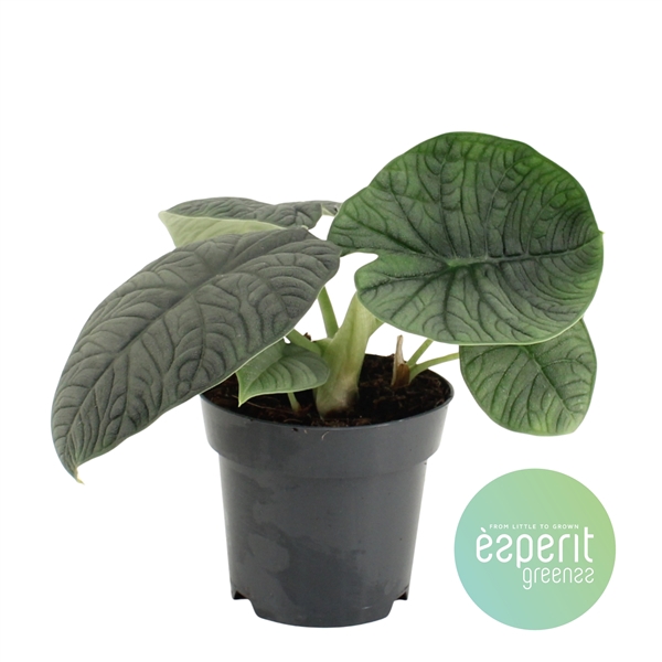 <h4>Alocasia Melo</h4>