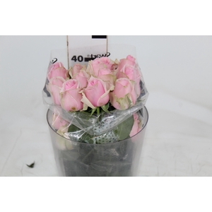 ROSA SWEET MEMORY 040 CM ESTUFA