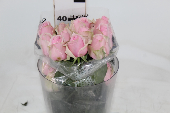 <h4>ROSA SWEET MEMORY 040 CM ESTUFA</h4>