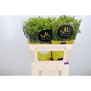 Solidago Carzan Glor
