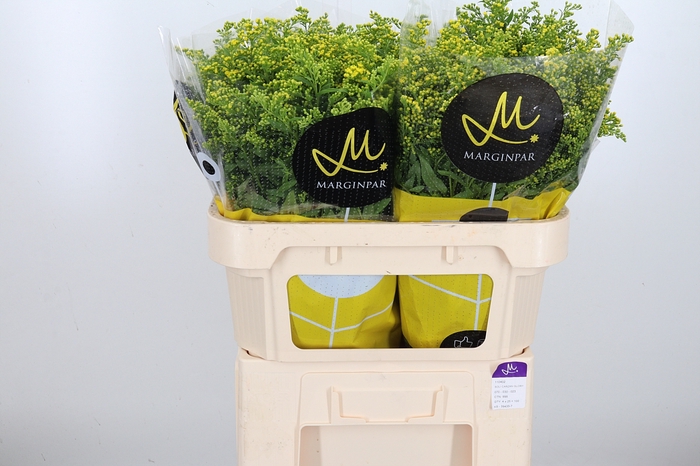 <h4>Solidago Carzan Glor</h4>