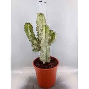 Euphorbia   ...