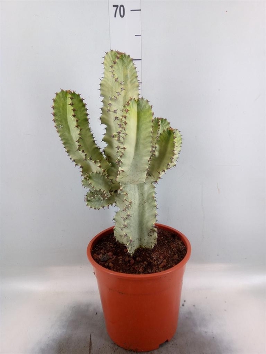 <h4>Euphorbia   ...</h4>