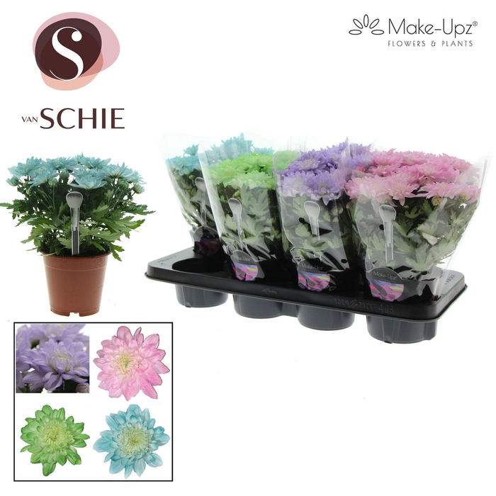 <h4>Ch Grandezza Make-Upz® PASTEL Mix</h4>