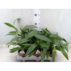Epipremnum ampl. 'Silver Stripe'