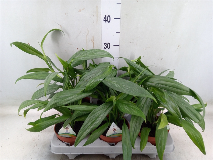 <h4>Epipremnum ampl. 'Silver Stripe'</h4>