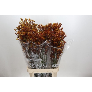 Anigozanthos Gold Fever