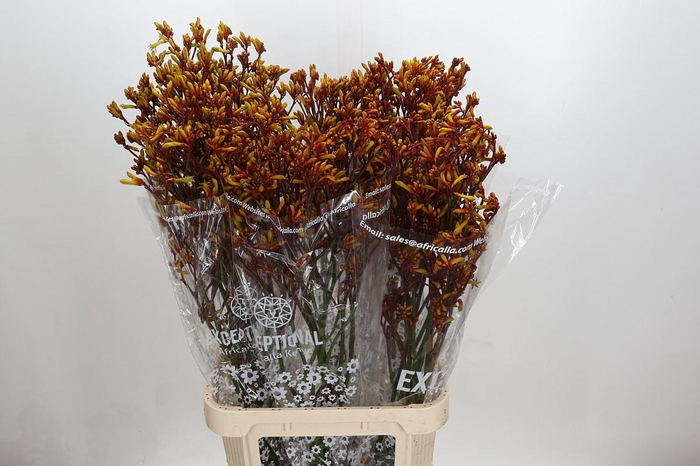 <h4>Anigozanthos Gold Fever</h4>