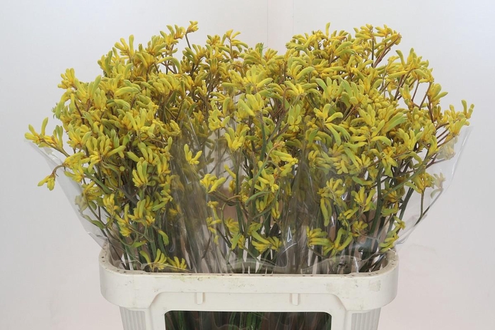 <h4>Anigozanthos Bush Down</h4>