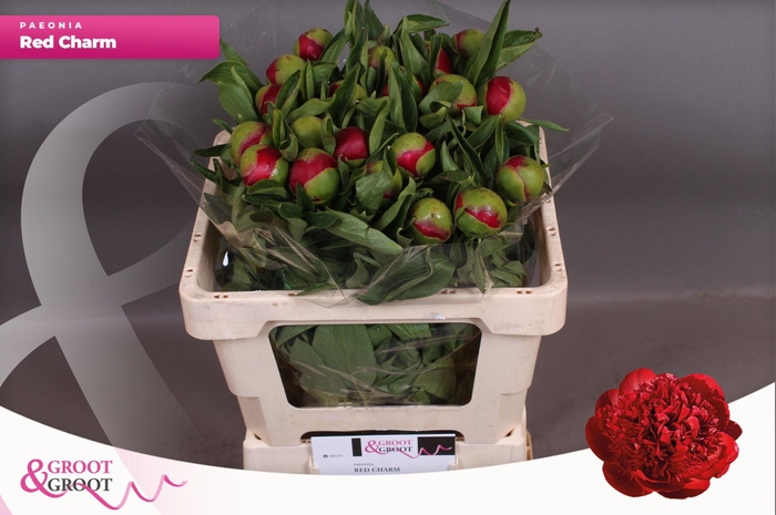 <h4>Paeonia Red Charm | Heavy Quality</h4>