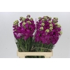 Matthiola Iron Cerise