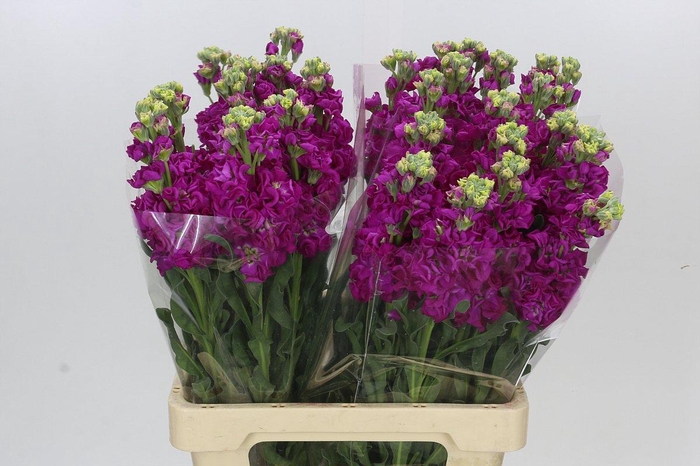 Matthiola Iron Cerise