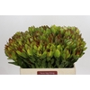 Leucadendron Goldstrike