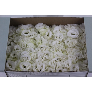 LISIANTHUS FLOR BRANCO