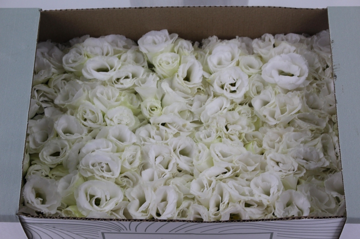 <h4>LISIANTHUS FLOR BRANCO</h4>