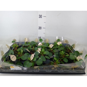 Pilea peperomioides