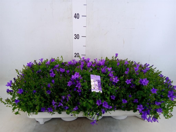 <h4>Campanula porten.</h4>