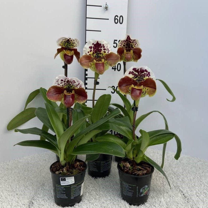 Paphiopedilum overig