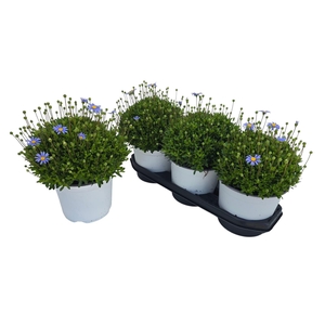 FELI AM FELICIT BLUE