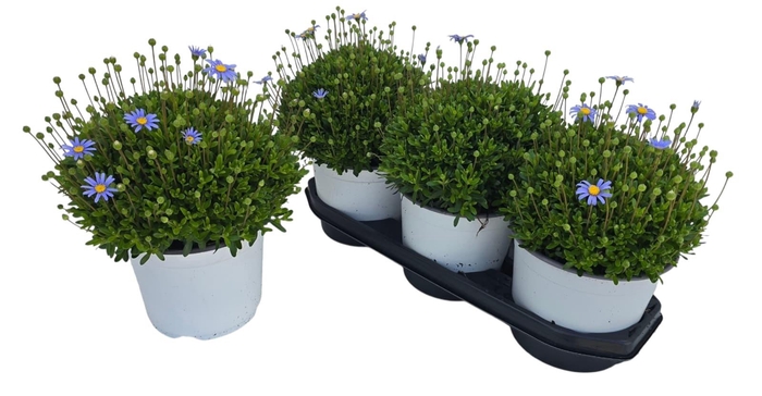 <h4>FELI AM FELICIT BLUE</h4>