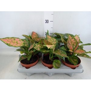 Aglaonema   ...