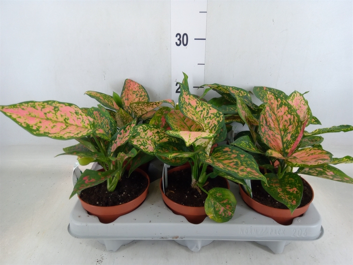 <h4>Aglaonema   ...</h4>