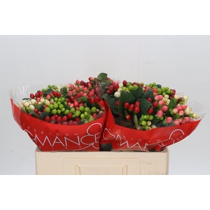 Hypericum Rainbow Romance