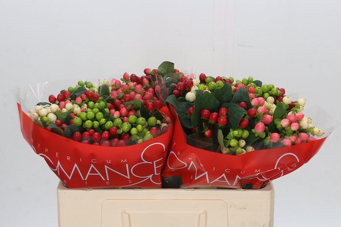 <h4>Hypericum Rainbow Romance</h4>