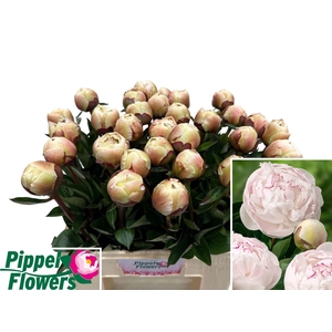 PAEONIA LACT. 'ODILE'