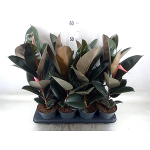 Ficus elastica 'Abidjan'