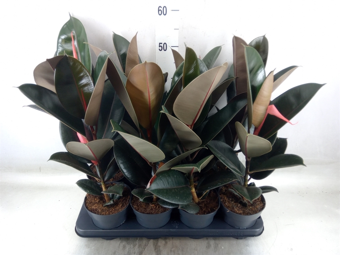 <h4>Ficus elastica 'Abidjan'</h4>