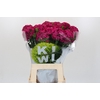Dianthus Br Kiwi Fuchsia XXL