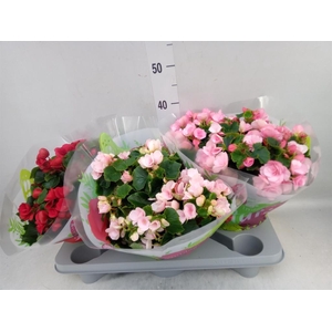 Begonia elat. EN 'Betulia' ..mix