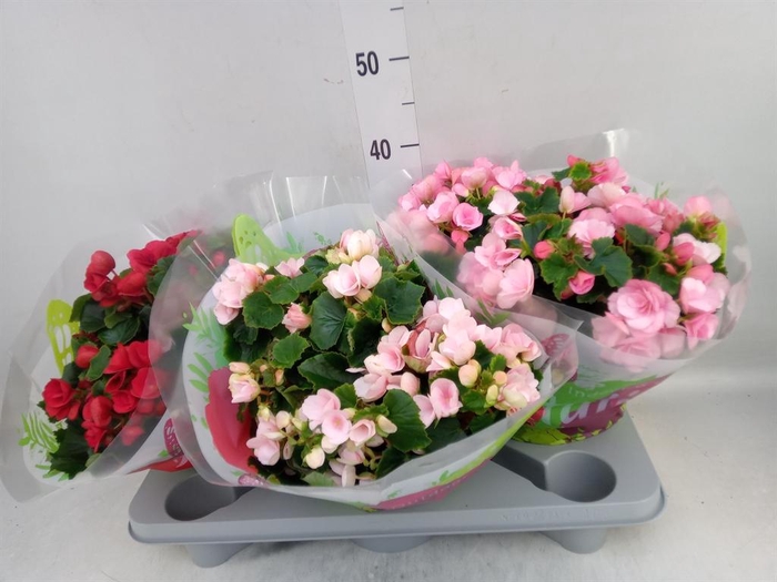 <h4>Begonia elat. EN 'Betulia' ..mix</h4>