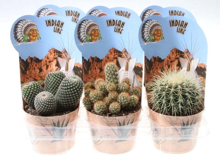 <h4>Potcover indian line cactus mix</h4>