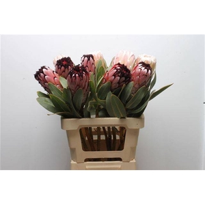 PROTEA M DIDI