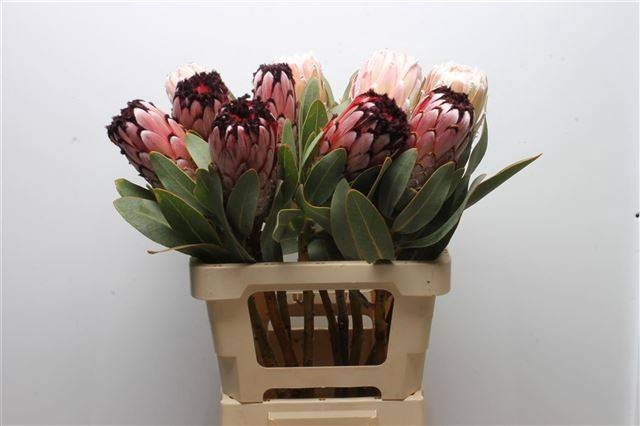 <h4>PROTEA M DIDI</h4>