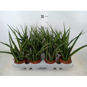 Sansevieria  'Fernwood'