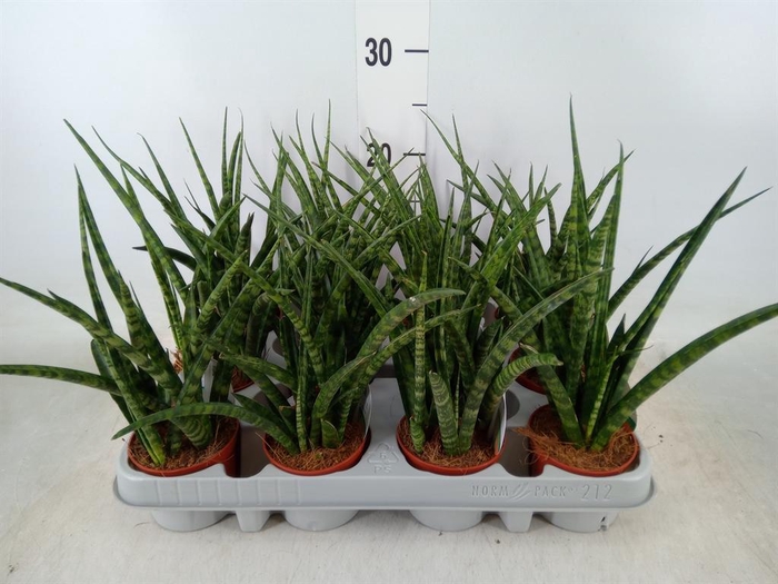 <h4>Sansevieria 'Fernwood'</h4>