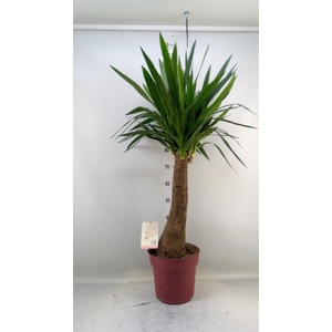 Yucca elephantipes   ...