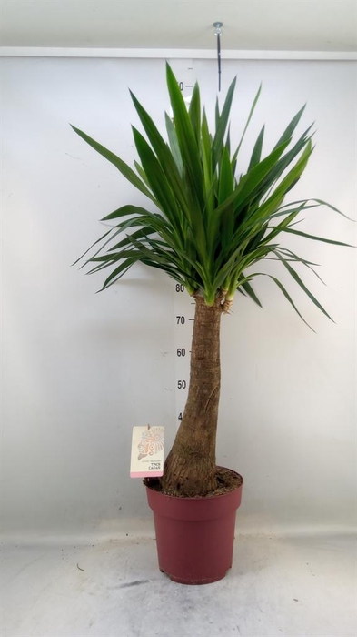 <h4>Yucca elephantipes   ...</h4>