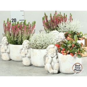 ARR TUINPLANTEN