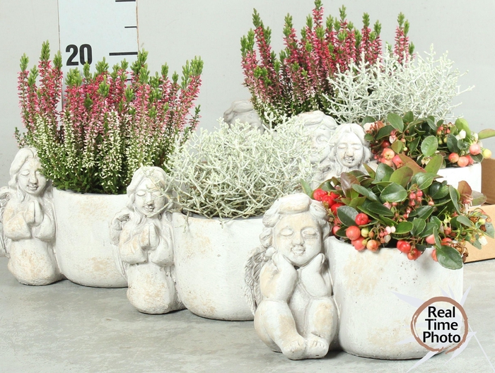 <h4>ARR TUINPLANTEN</h4>